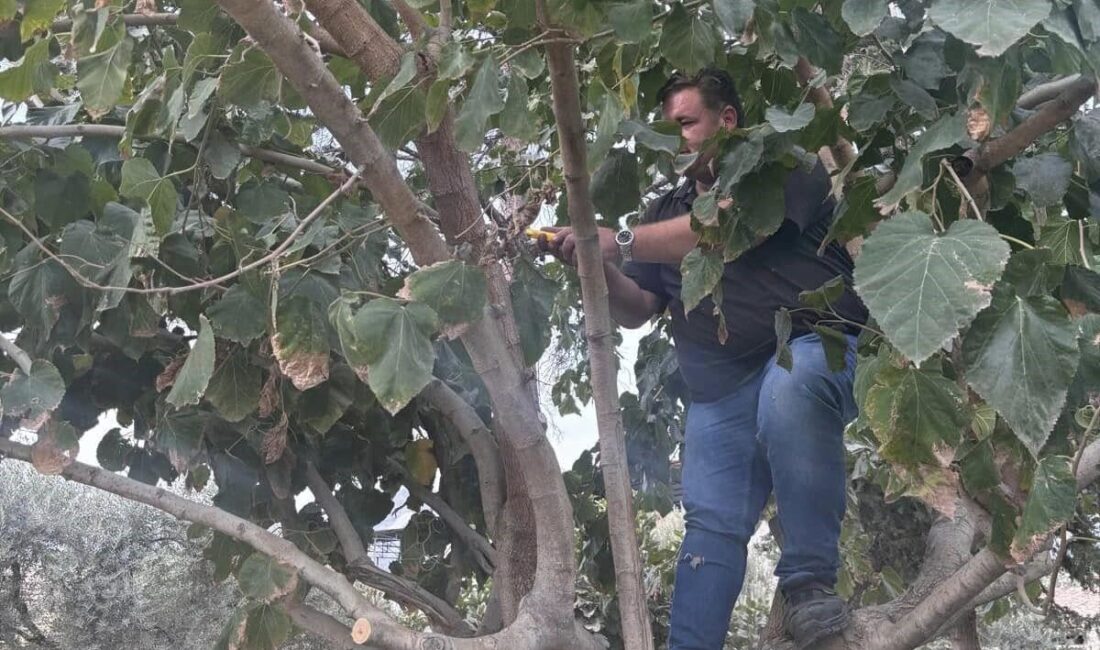 Aydın’ın Buharkent ilçesinde sahaya