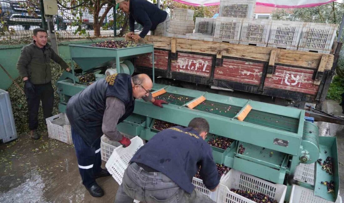 Türkiye’nin önemli zeytin ve