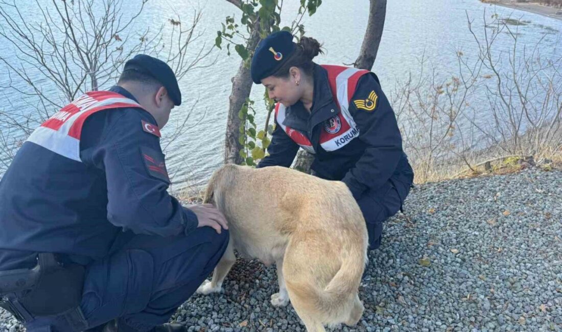 Elazığ’da jandarma ekipleri, sokak