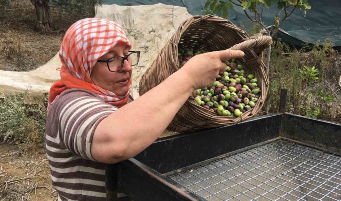 Aydın’ın Germencik ilçesinde zeytin