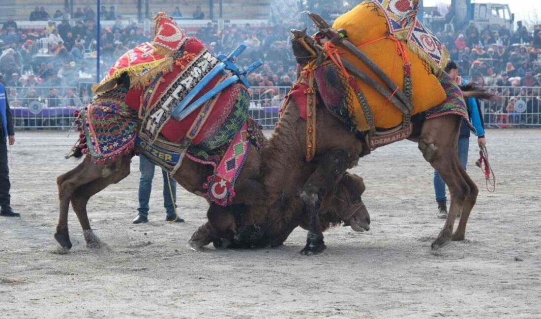 Aydın’ın Karpuzlu ilçesinde 24