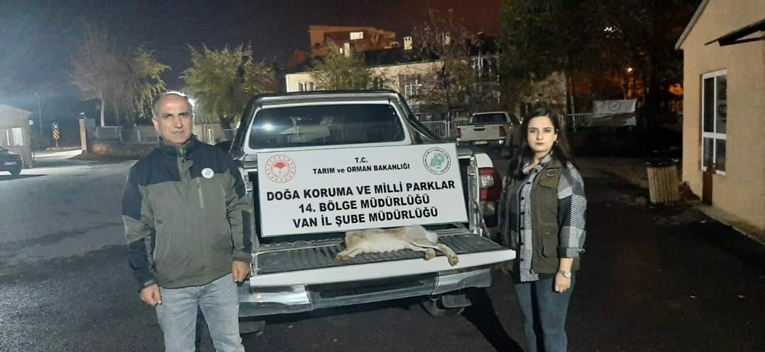 Van’da yasadışı tavşan avlanan