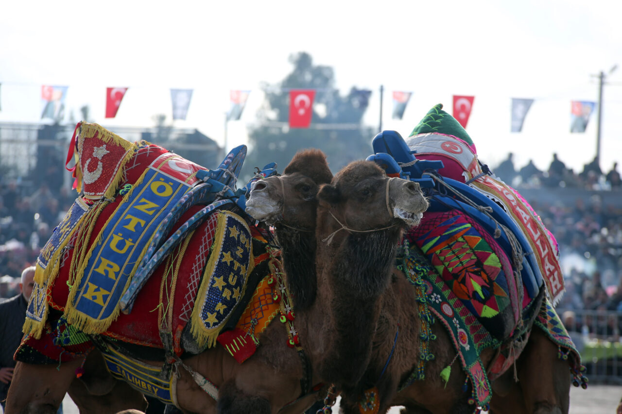 Aydın’da deve güreşi festivali düzenlendi