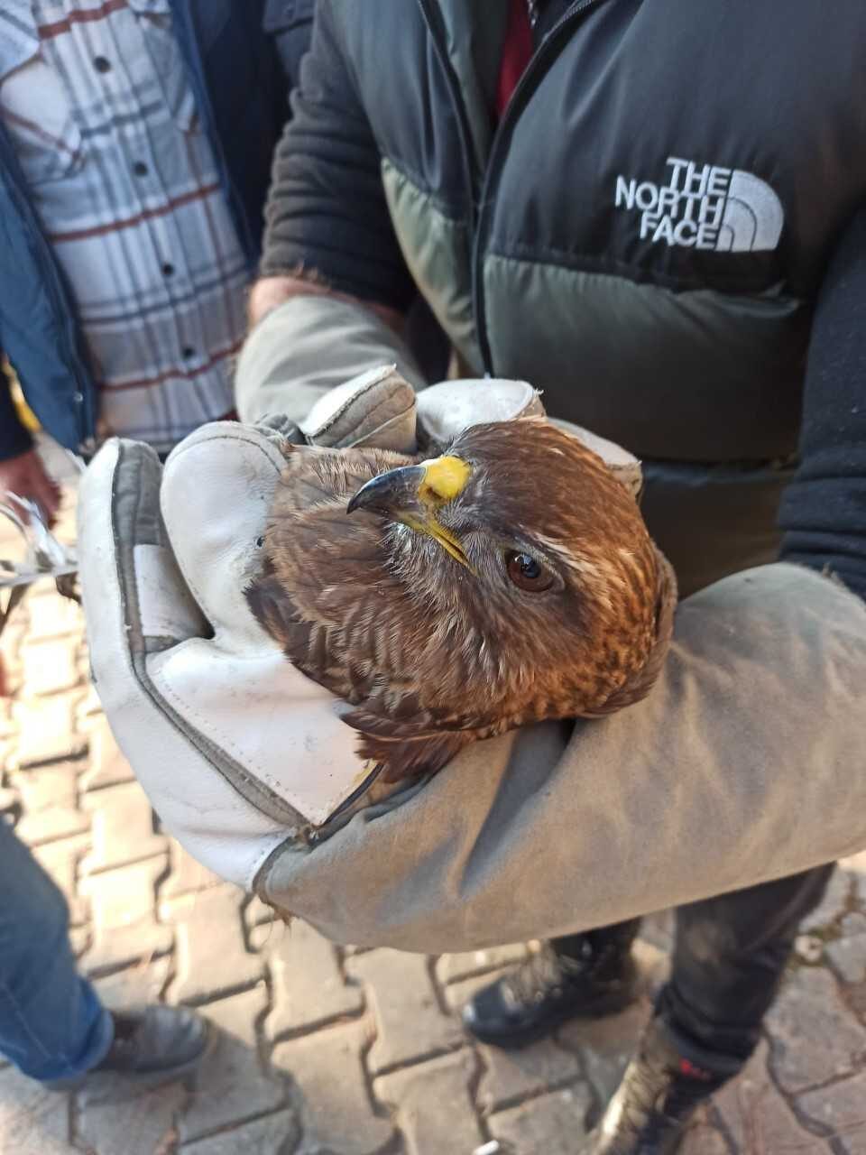 İzmir’de otomobilin ön kısmına sıkışan şahin kurtarıldı