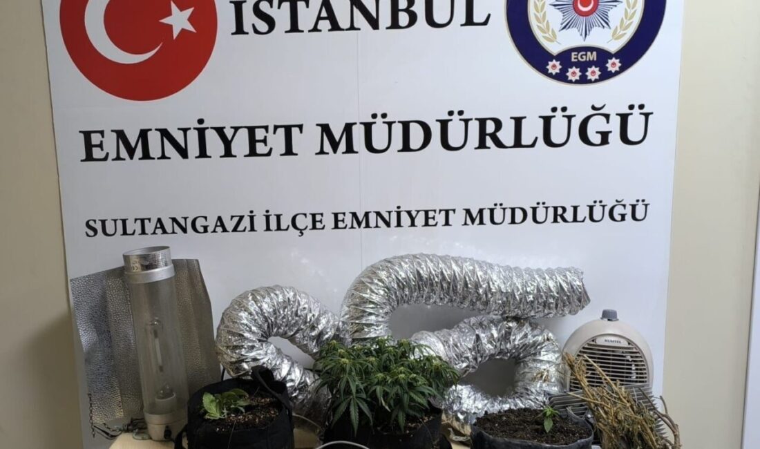 Sultangazi’de Hint keneviri yetiştirilerek