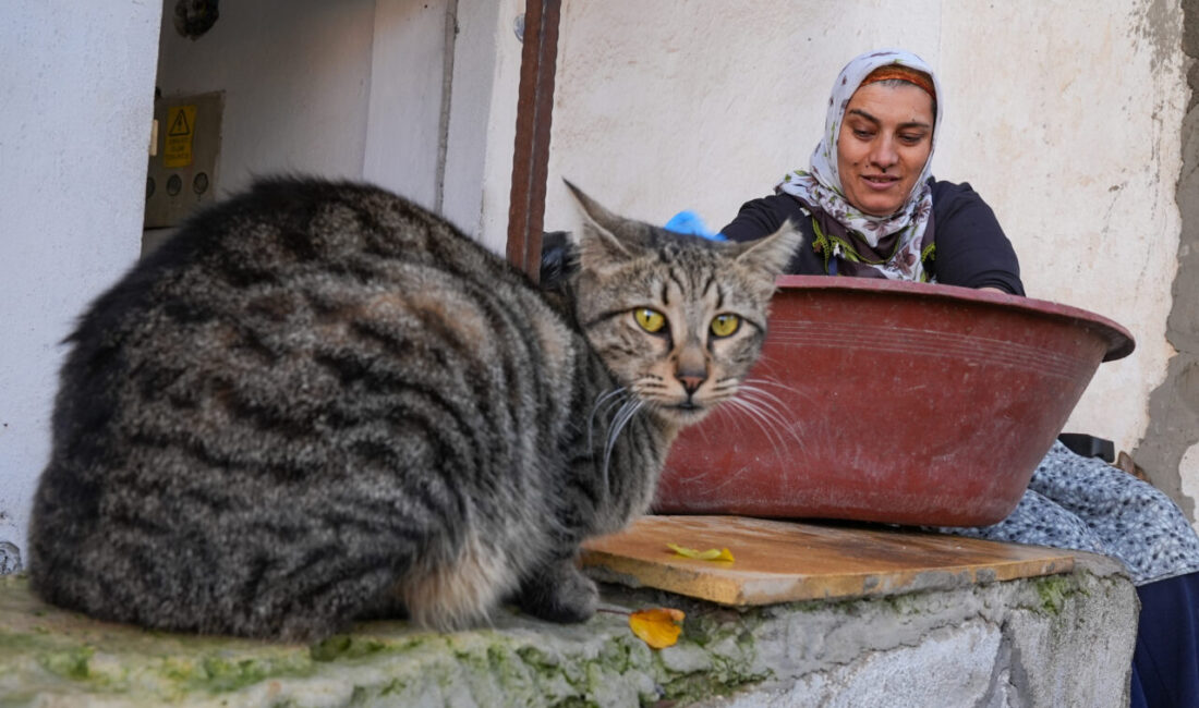 - İzmir'de mahallesindeki sahipsiz