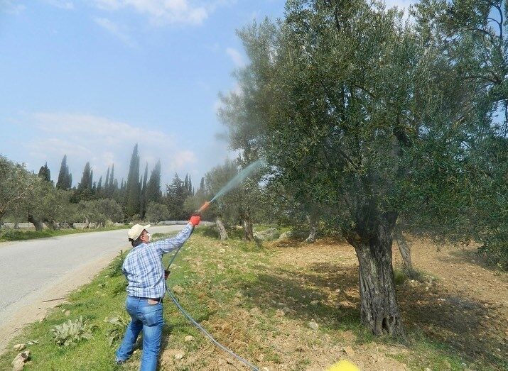 Aydın genelinde etkili olan