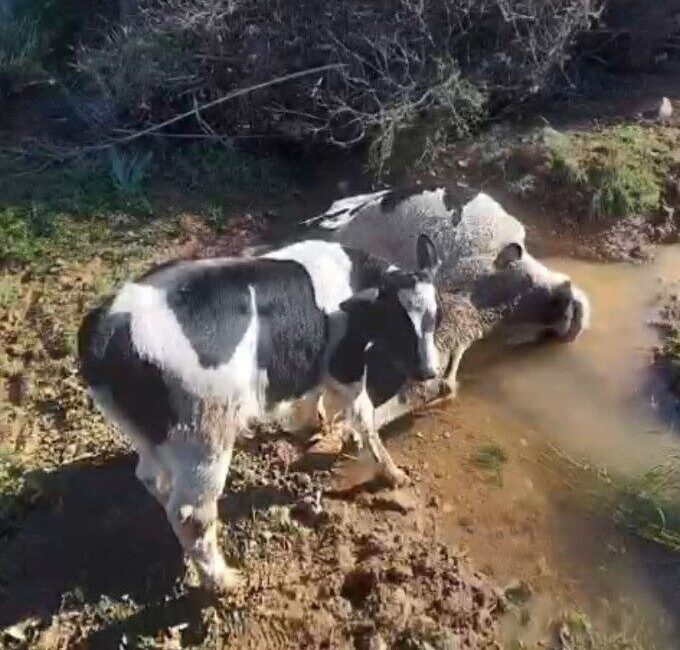 Muğla’nın Datça ilçesinde çamura