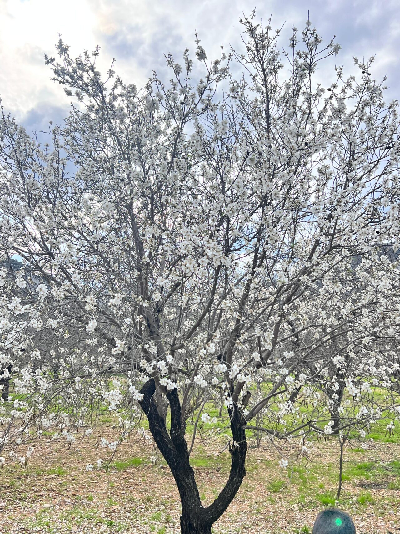 Datça’da badem ağaçları çiçek açtı