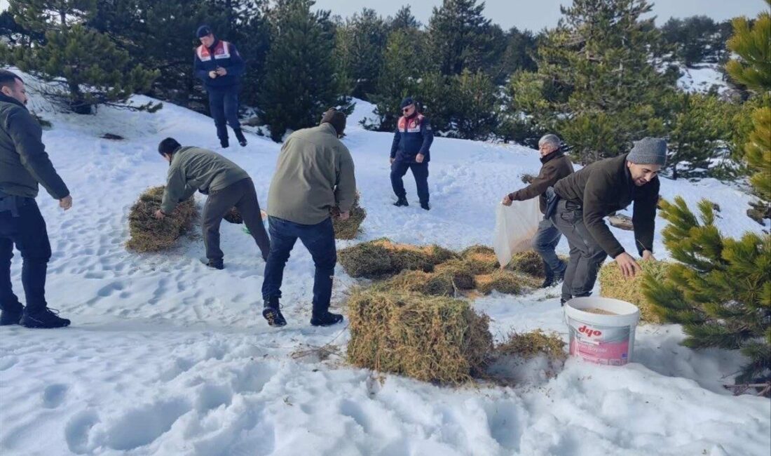 Balıkesir’in dağlarındaki yaban hayvanları