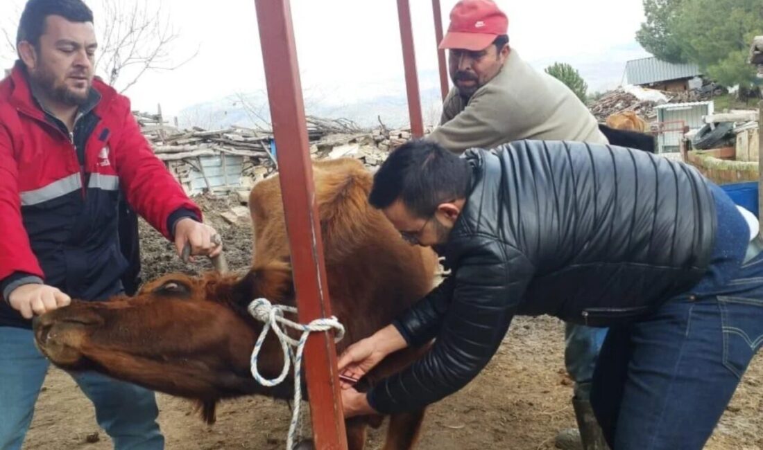 Aydın’ın Koçarlı ilçesinde ilçe