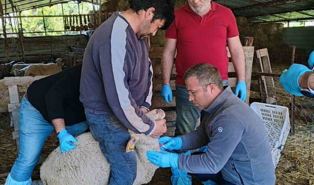 Muğla’nın Ortaca ilçesi Mergenli