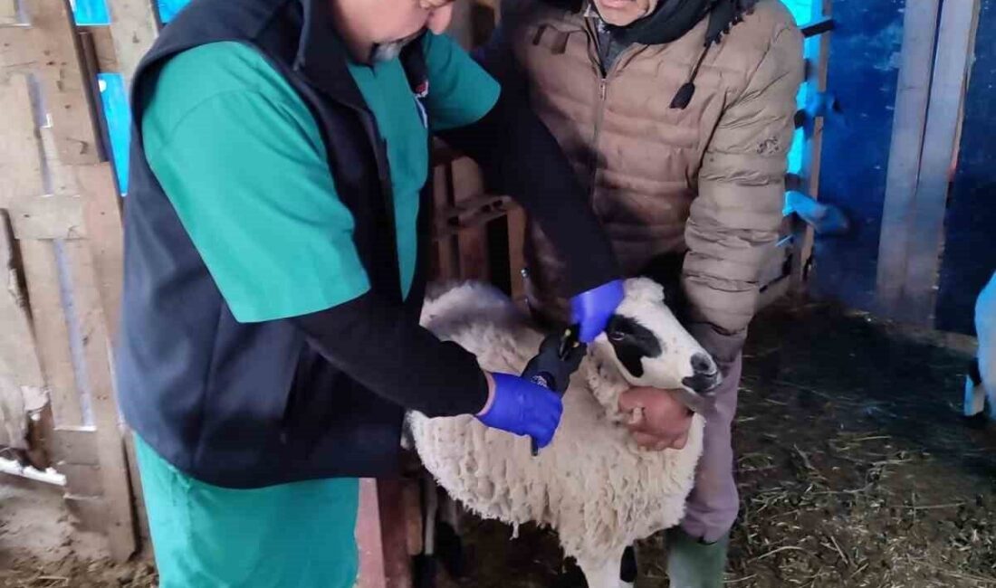 Aydın’ın Söke ilçesinde sahaya